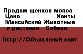 Продам щенков мопса › Цена ­ 15000-20000 - Ханты-Мансийский Животные и растения » Собаки   